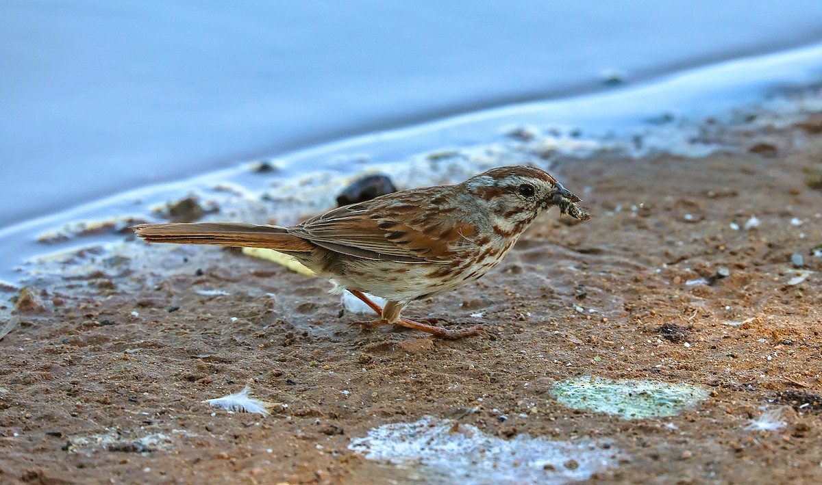 Song Sparrow - ML659531902