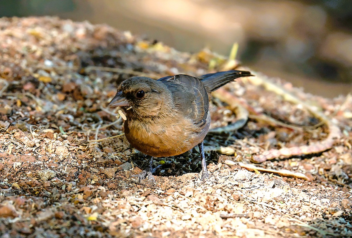 Abert's Towhee - ML659531959