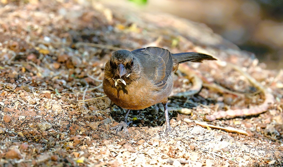 Abert's Towhee - ML659531960