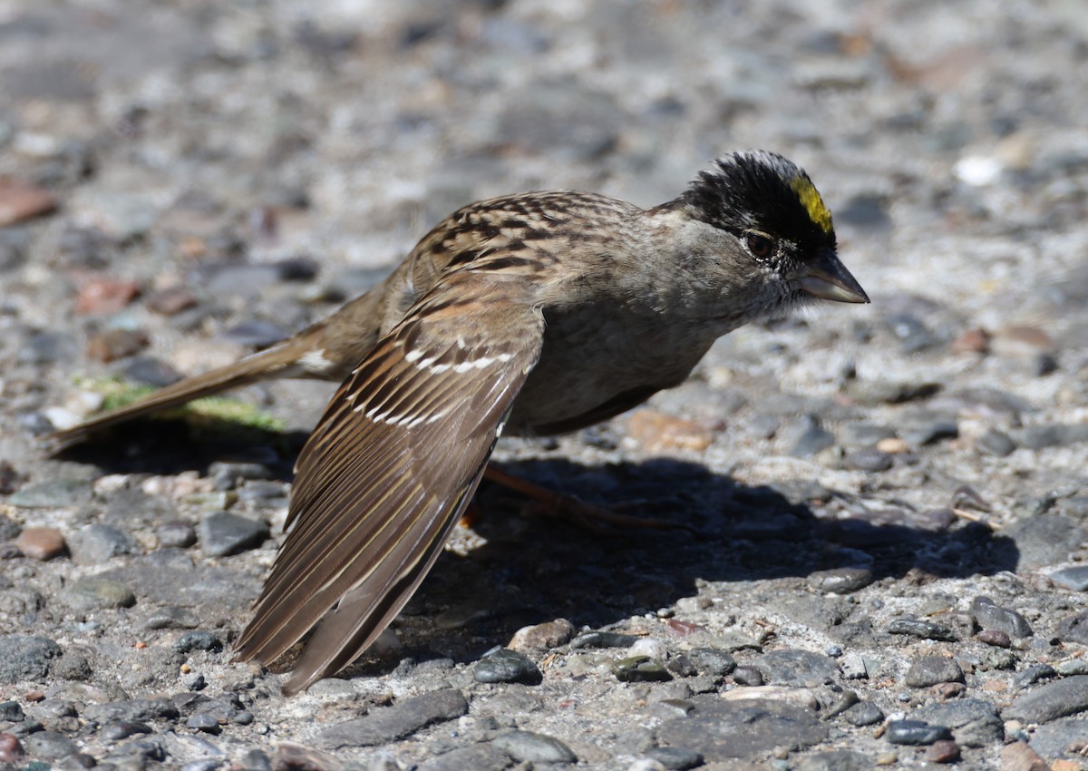 Golden-crowned Sparrow - ML659531982