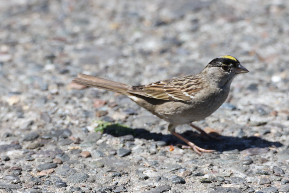 Golden-crowned Sparrow - ML659531983