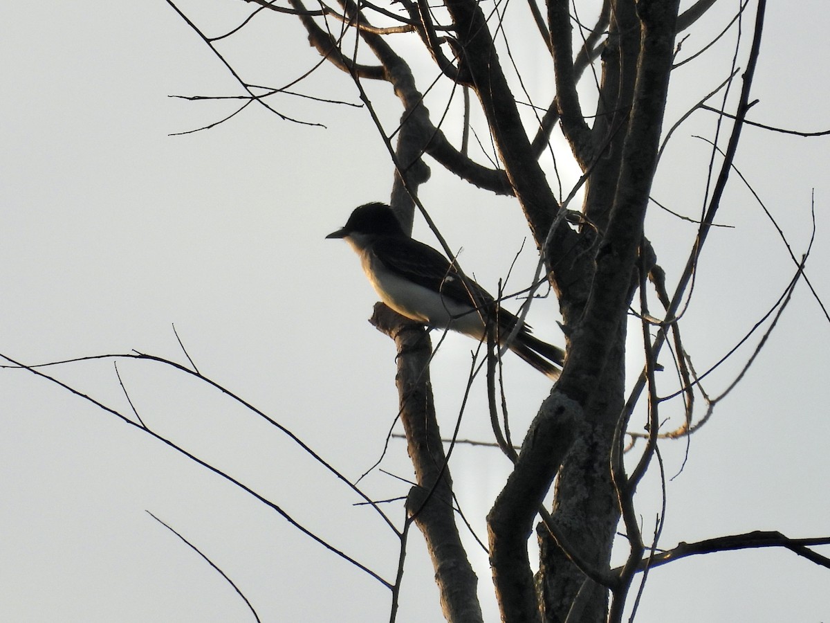 Eastern Kingbird - ML659532028