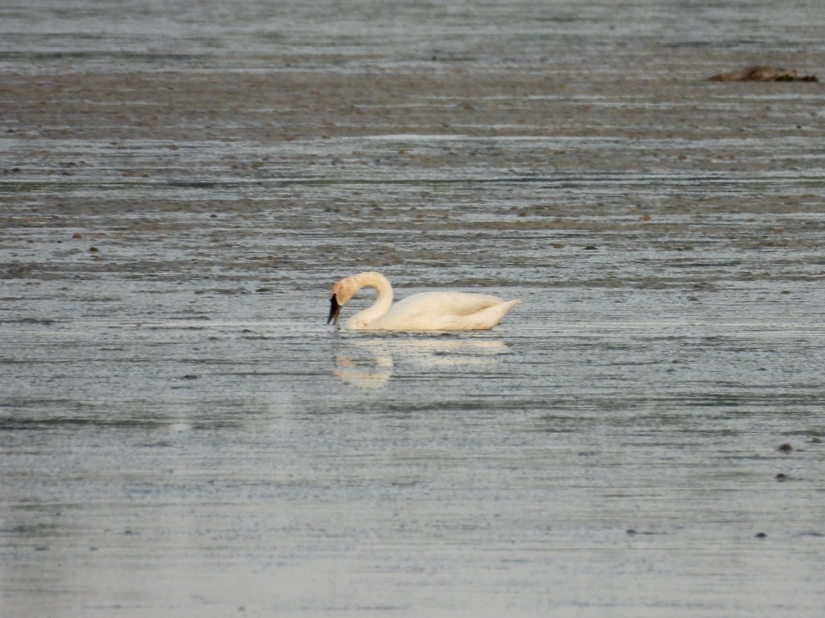 Trumpeter Swan - ML659532034