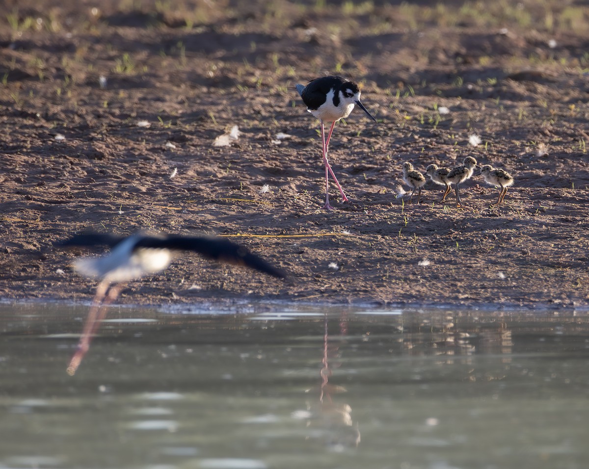 Black-necked Stilt (Black-necked) - ML659532581