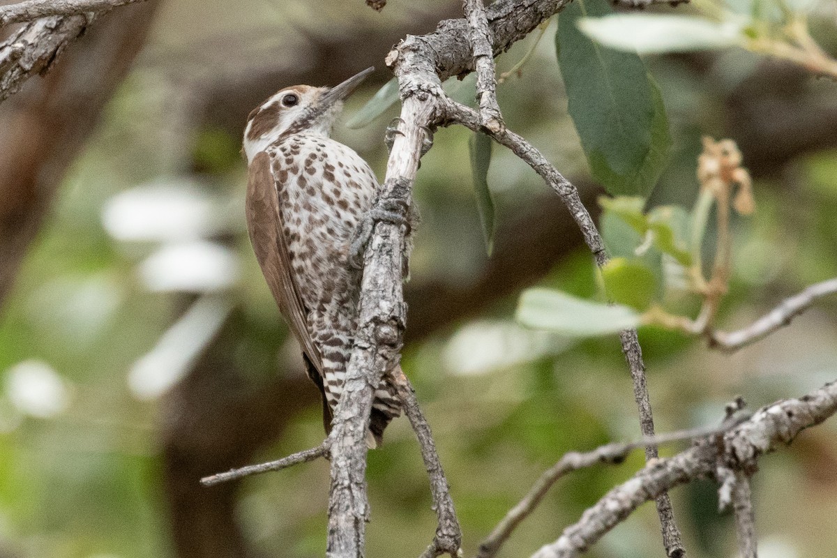 アリゾナアカゲラ - ML659533155