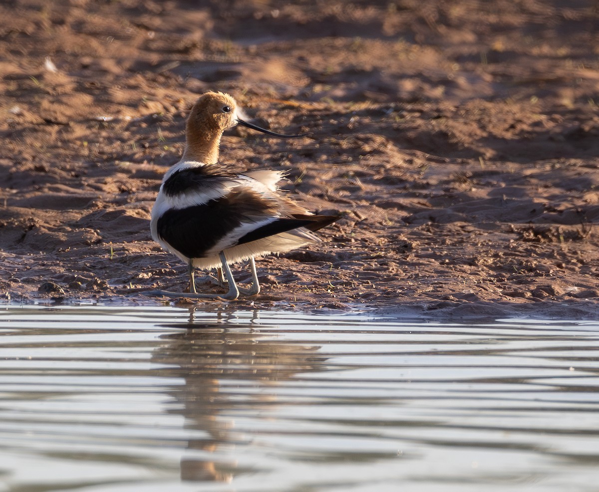 American Avocet - ML659533156