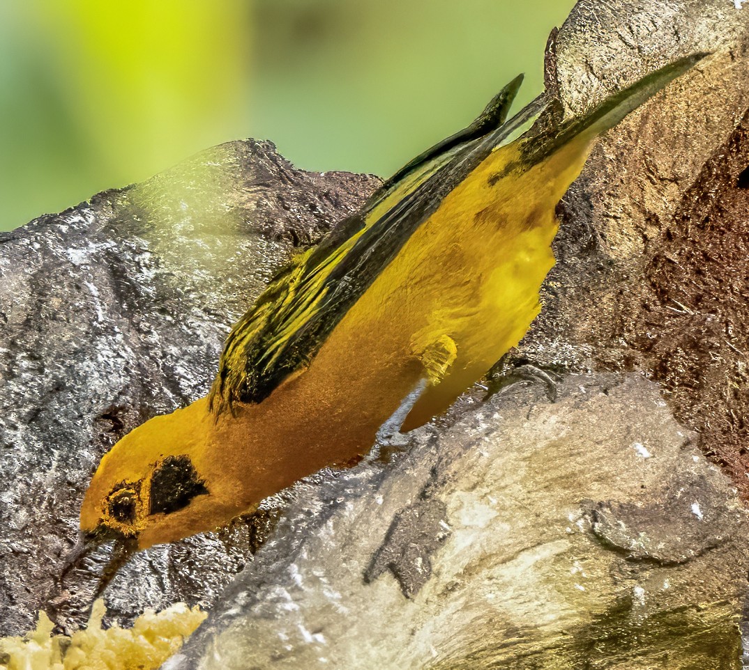 Golden Tanager - ML659533405