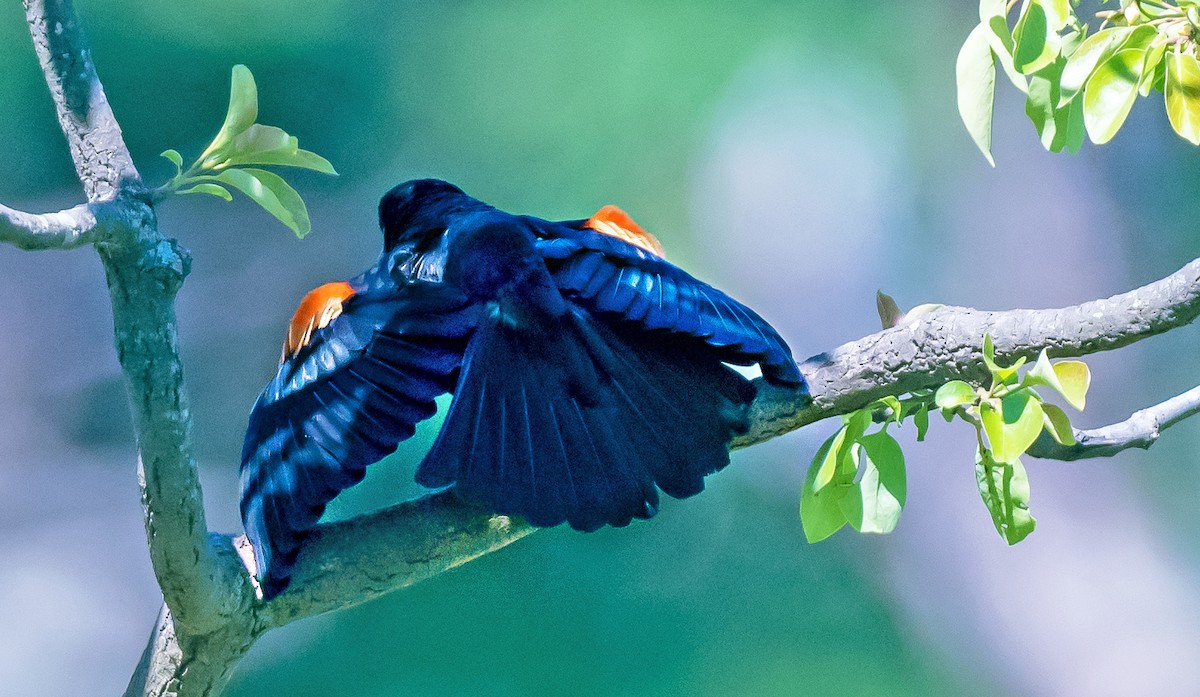 Red-winged Blackbird - ML659533816