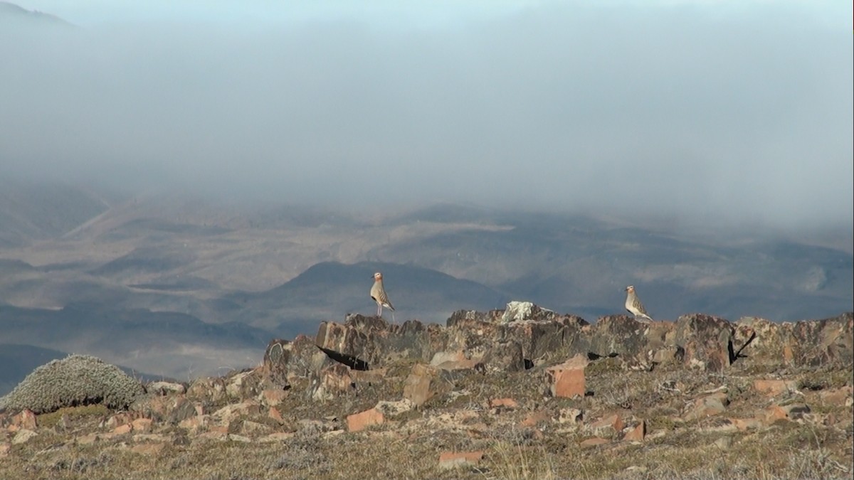 Tawny-throated Dotterel - ML659534462
