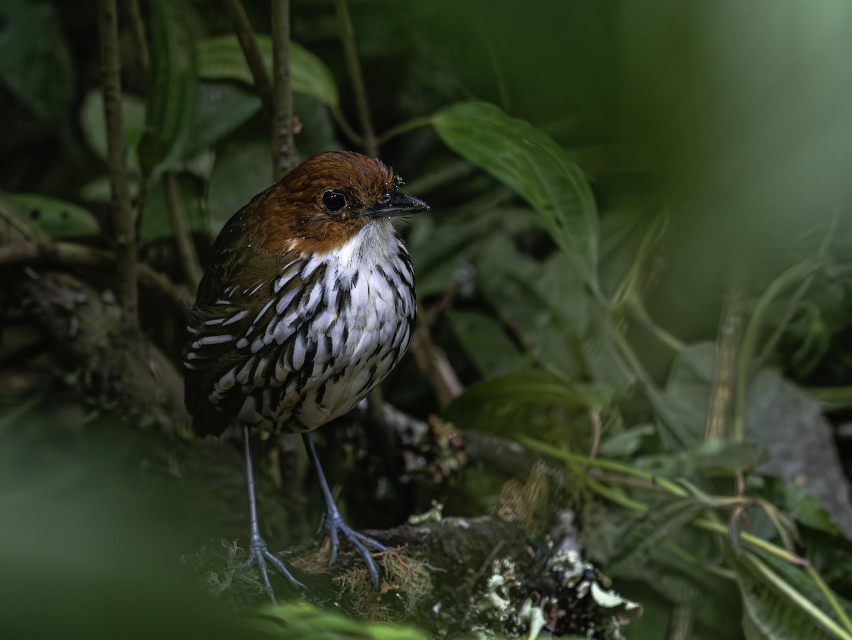 Chestnut-crowned Antpitta - ML659535099