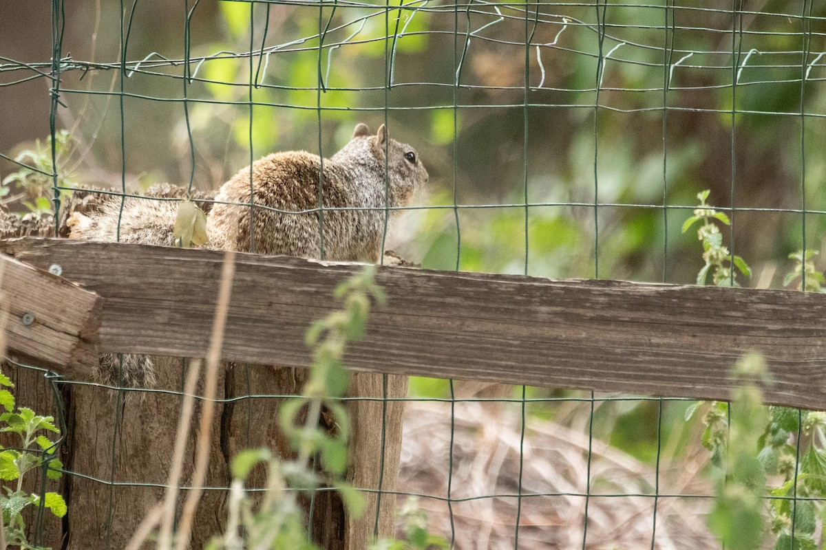 Arizona Rock Squirrel - ML659535180