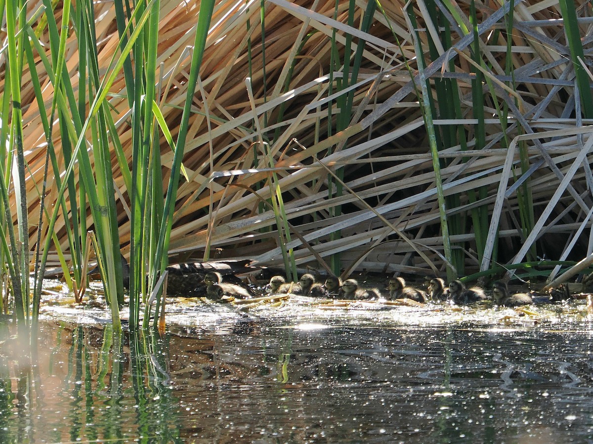 California Bird Atlas Checklist - 10 Jun 2026 - Piute Ponds (permit ...