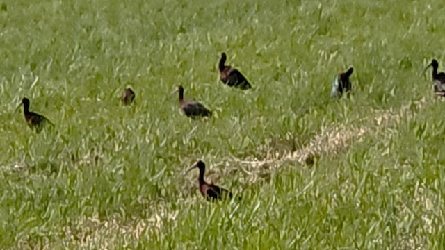 hvitgrimeibis - ML659535413