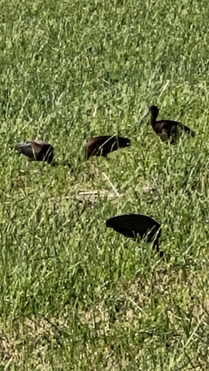 hvitgrimeibis - ML659535463