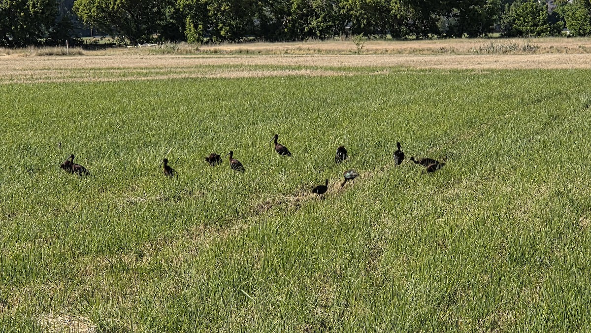 hvitgrimeibis - ML659535465