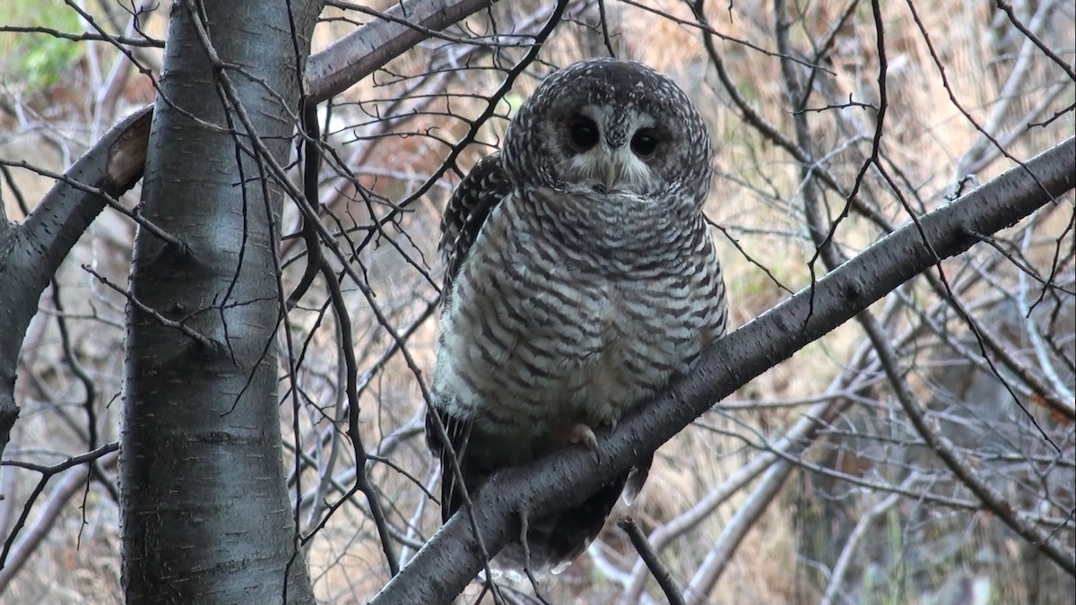Rufous-legged Owl - ML659535493