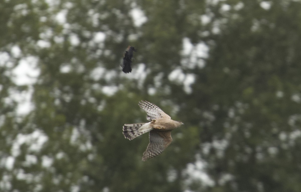 Cooper's Hawk - ML659535523