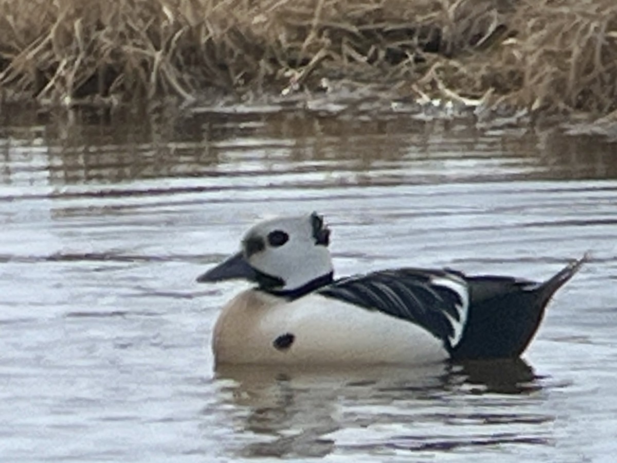Steller's Eider - ML659535589