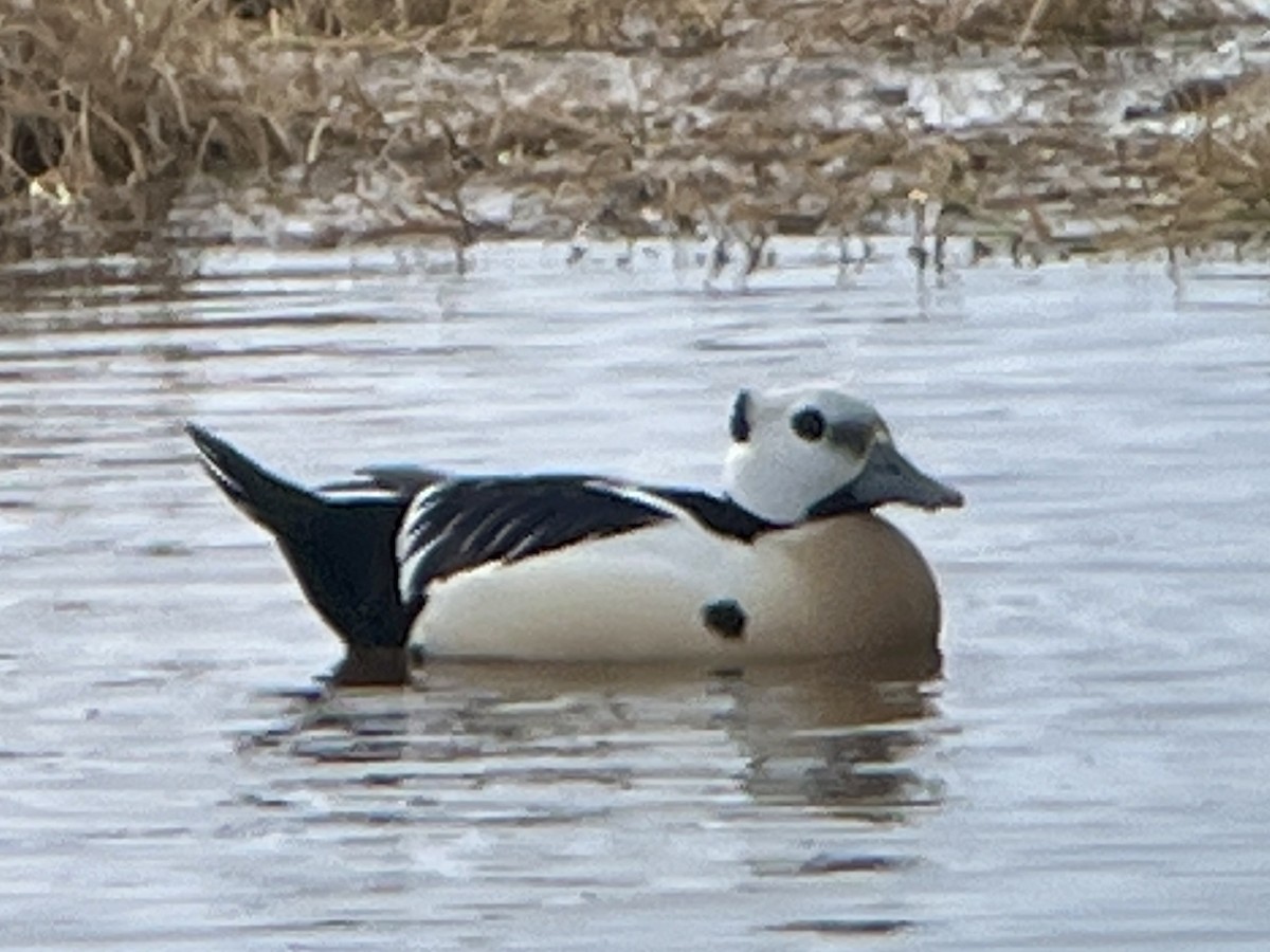 Steller's Eider - ML659535590