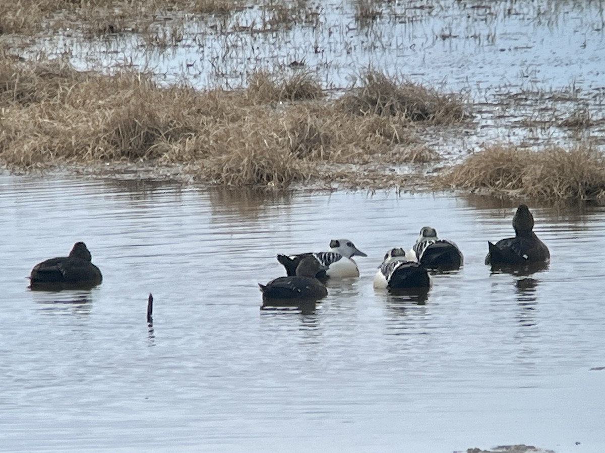 Steller's Eider - ML659535591