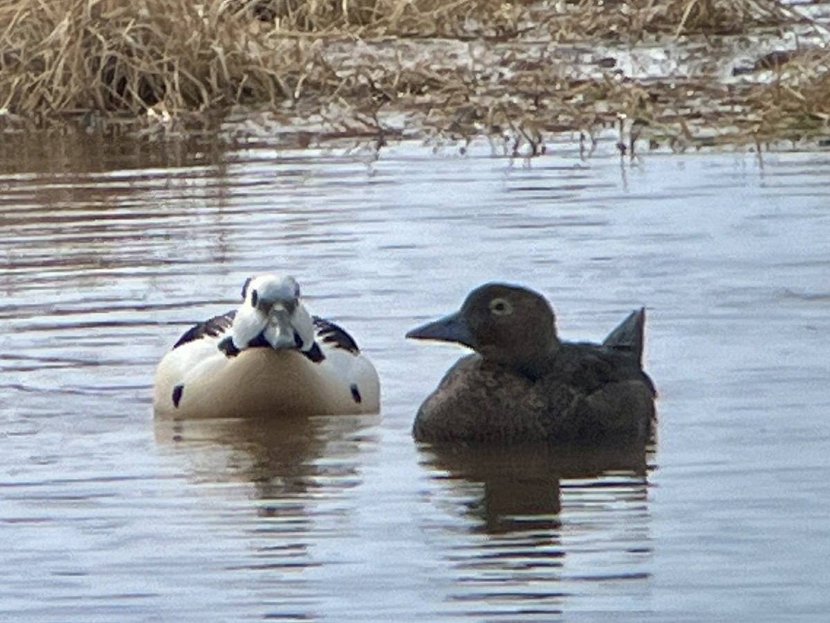 Steller's Eider - ML659535592