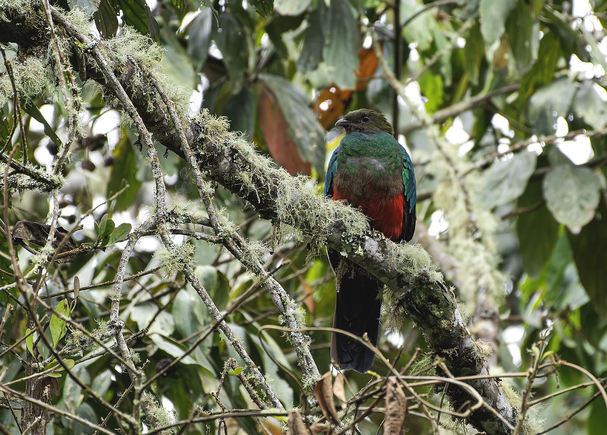 Golden-headed Quetzal - ML659535660