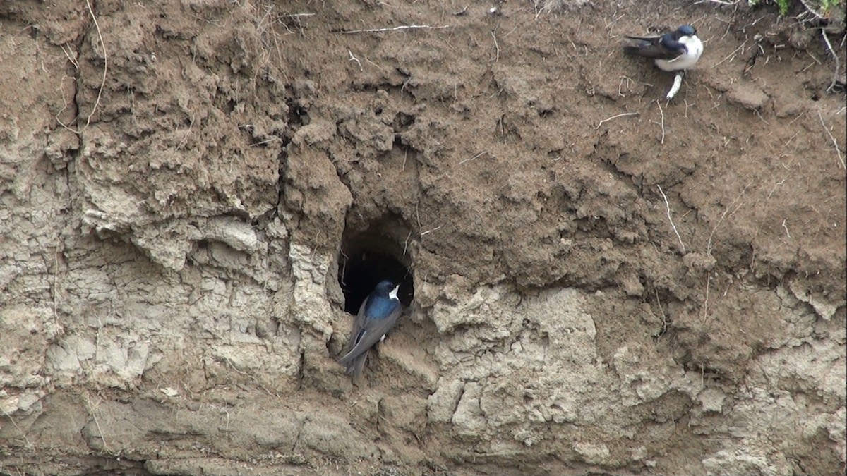 Blue-and-white Swallow - ML659535730