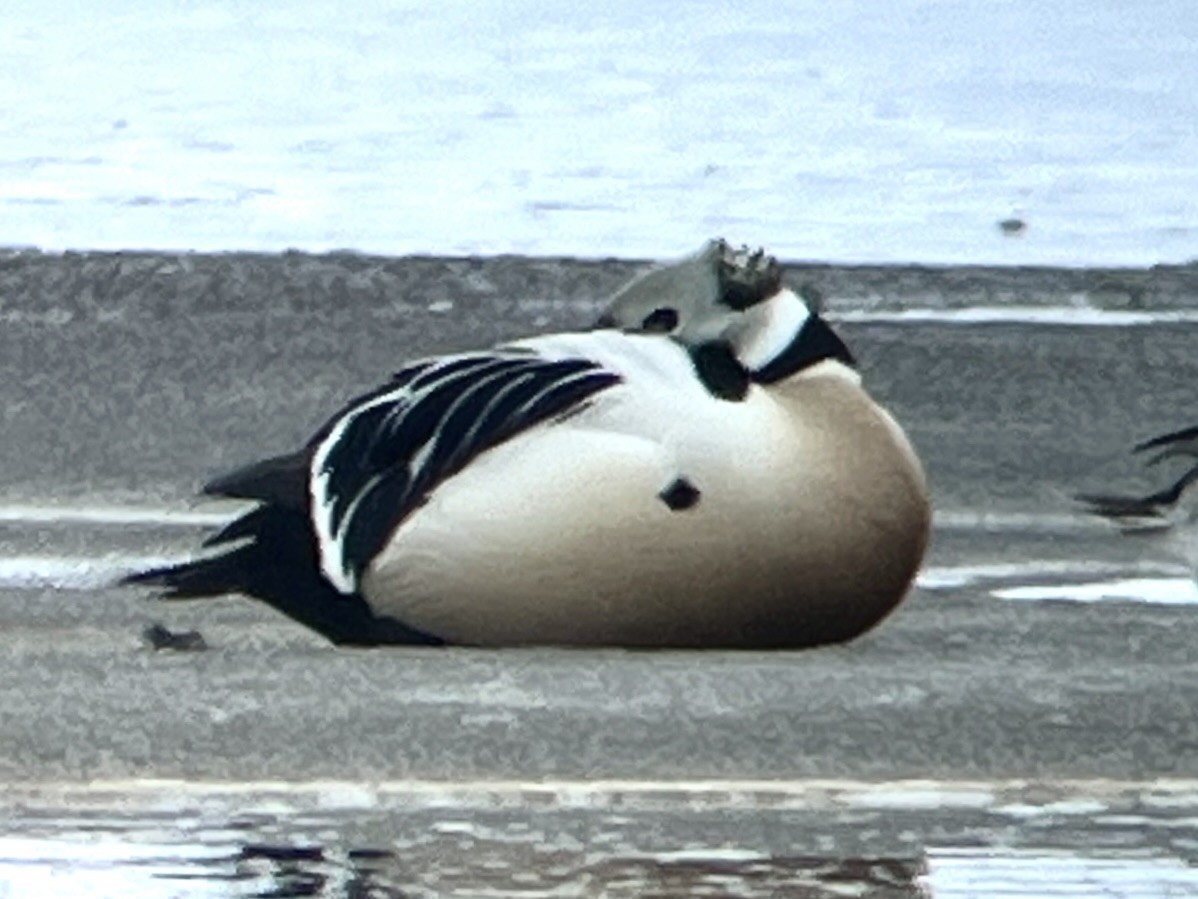Steller's Eider - ML659535899