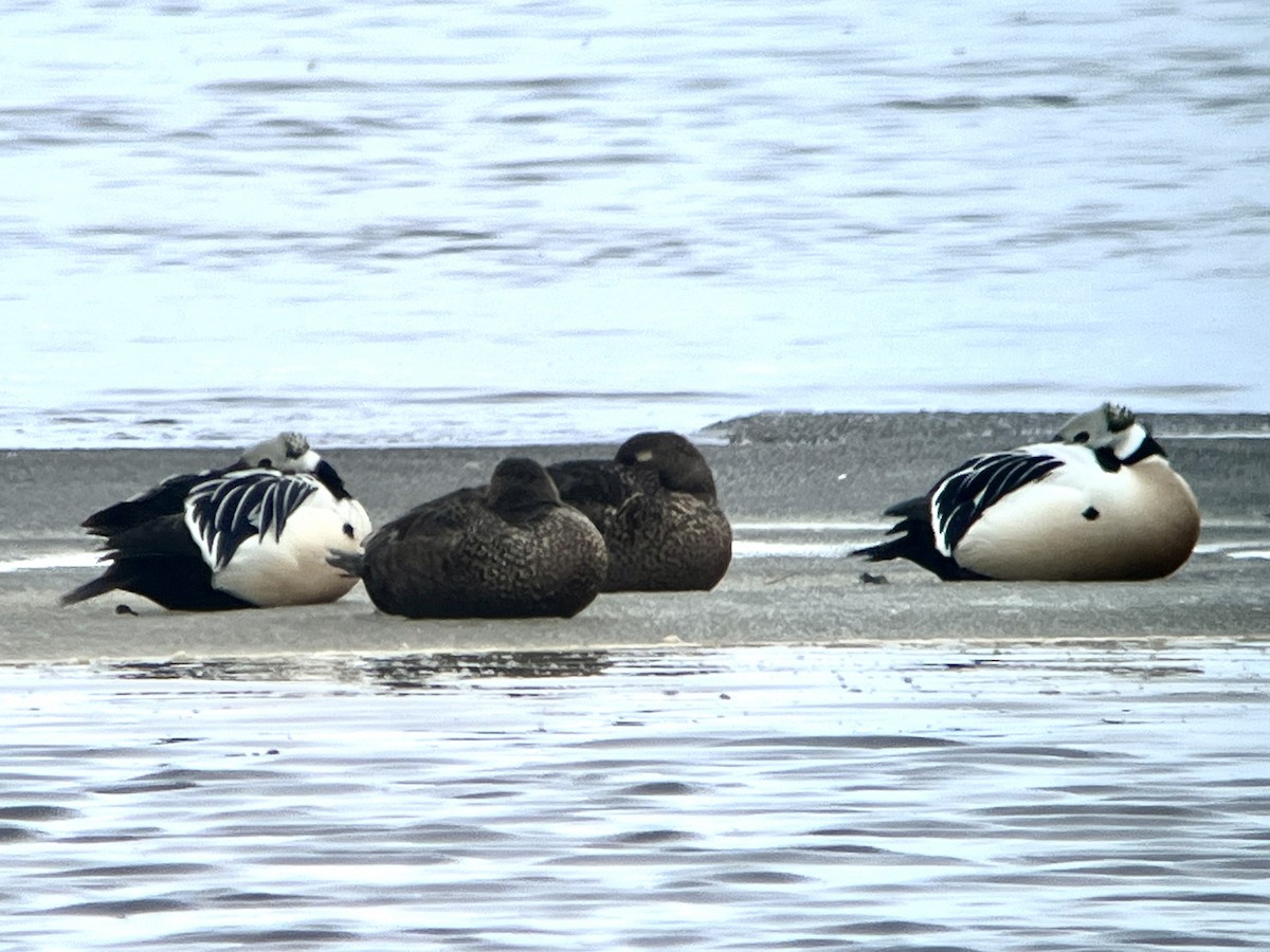Steller's Eider - ML659535900