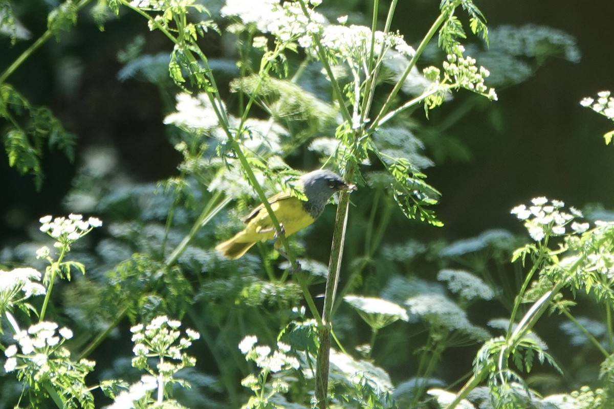 MacGillivray's Warbler - ML659535947