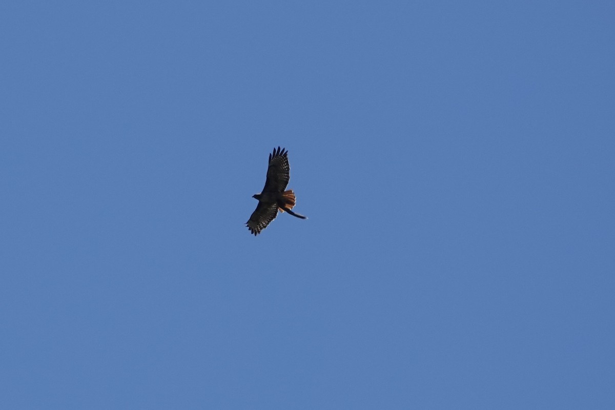 Red-tailed Hawk - ML659536027