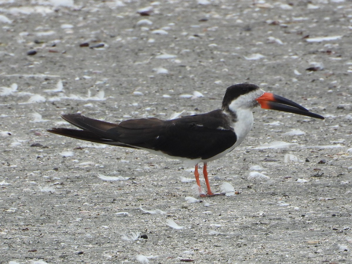eBird Checklist - 5 Jun 2026 - Humedal Costero Poza de La Arenilla - 32 ...