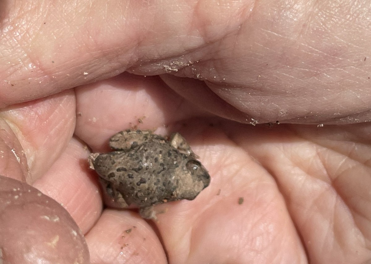 Canyon Tree Frog - ML659536135