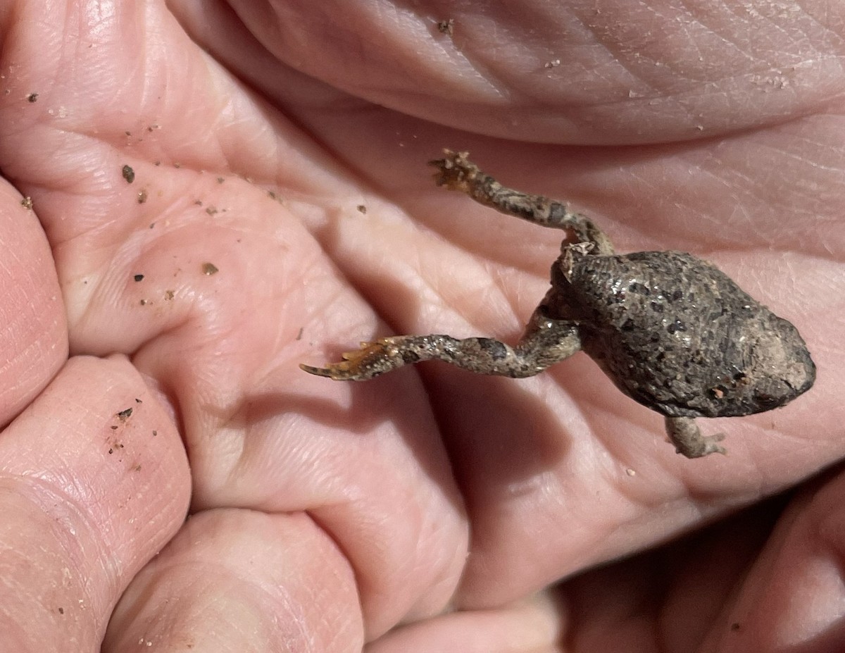 Canyon Tree Frog - ML659536142