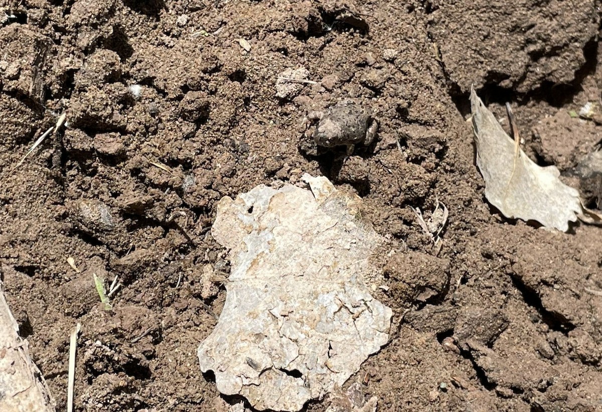 Canyon Tree Frog - ML659536211