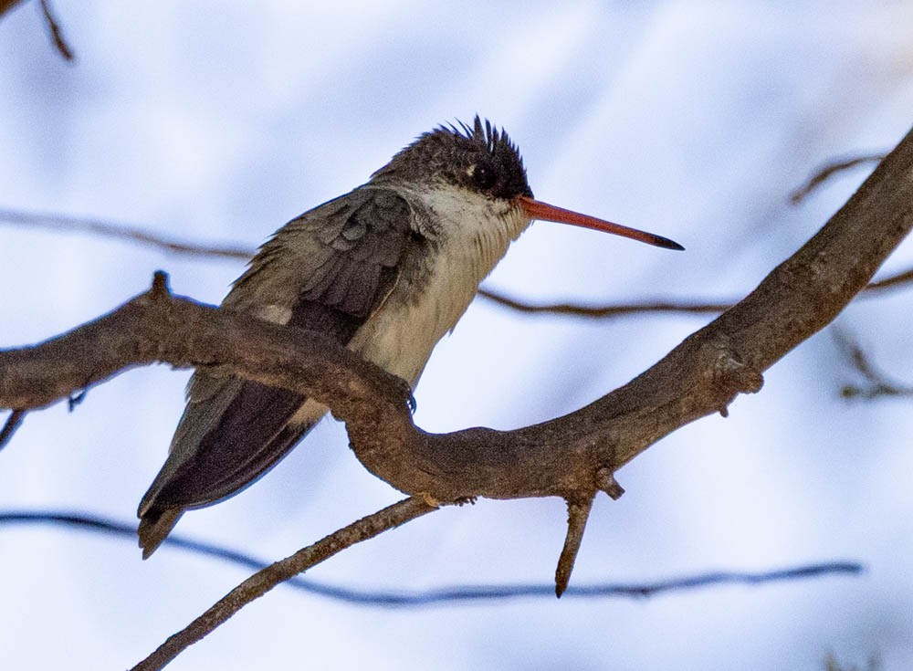 Violet-crowned Hummingbird - ML659536705