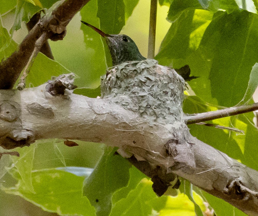 Berylline Hummingbird - ML659536756