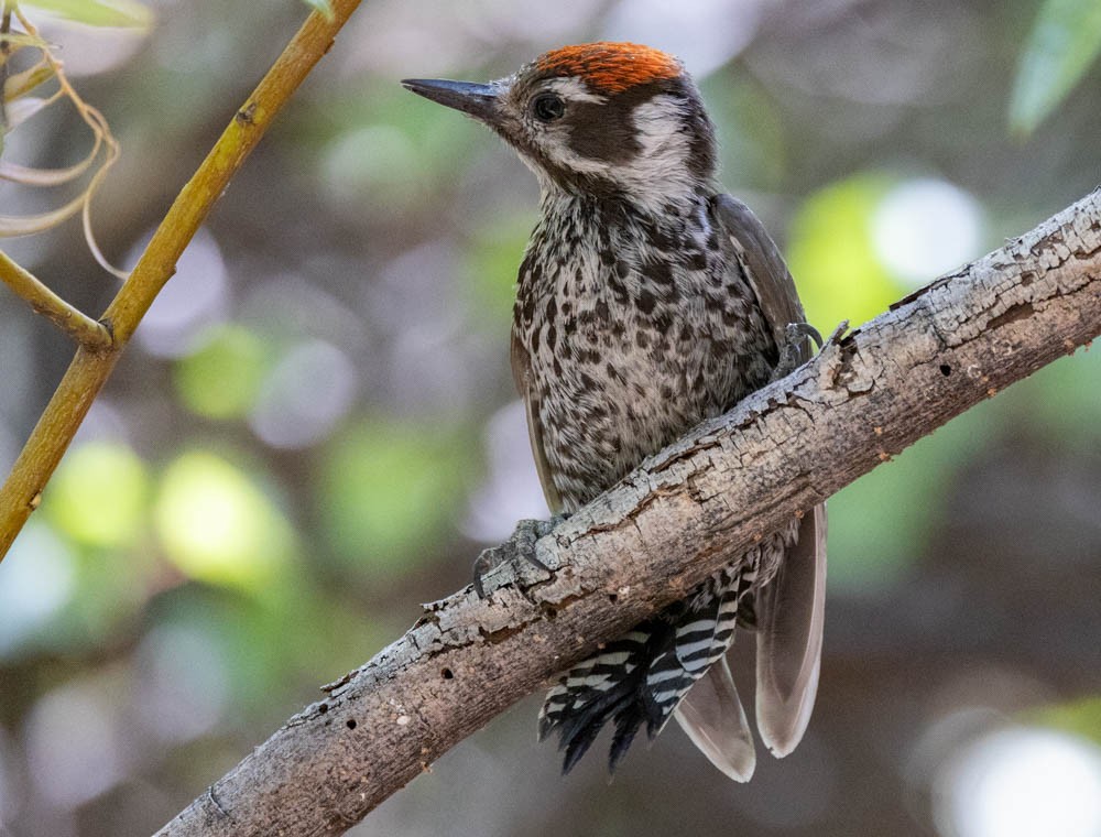 Arizona Woodpecker - ML659536796