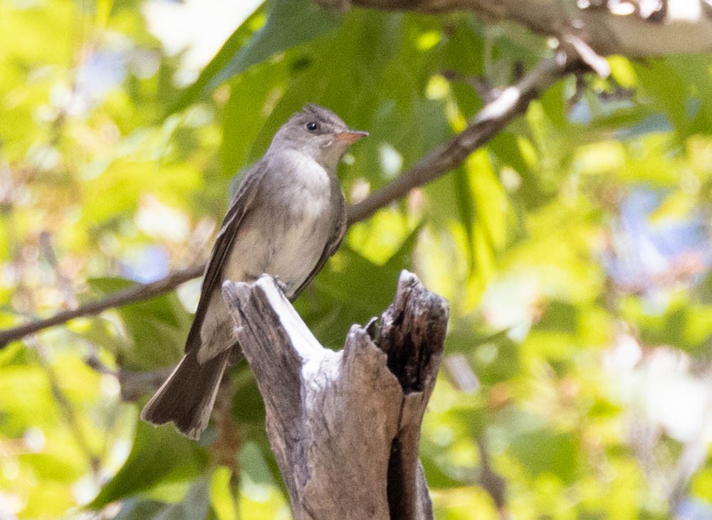 Western Wood-Pewee - ML659536846