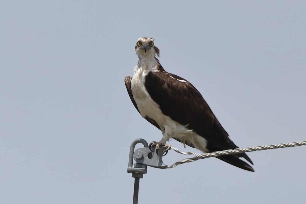 Osprey - ML659536977