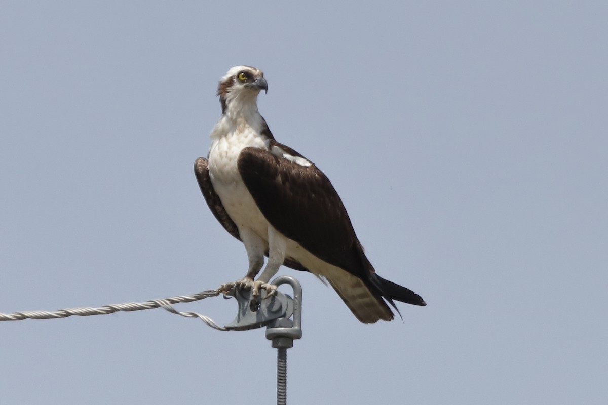 Osprey - ML659536978