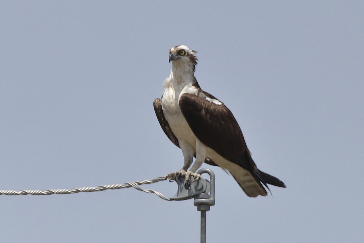 Osprey - ML659536979