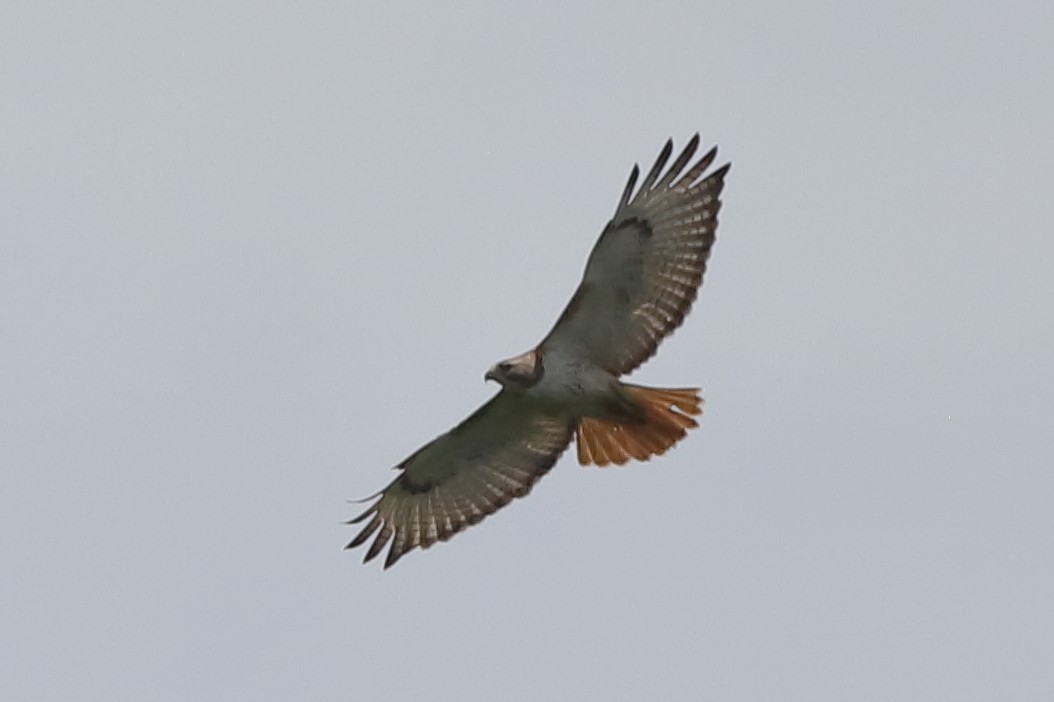 Red-tailed Hawk - ML659536996