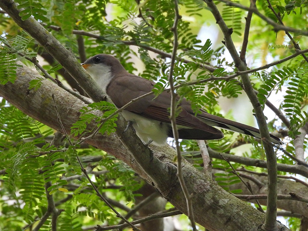 Yellow-billed Cuckoo - ML659537000