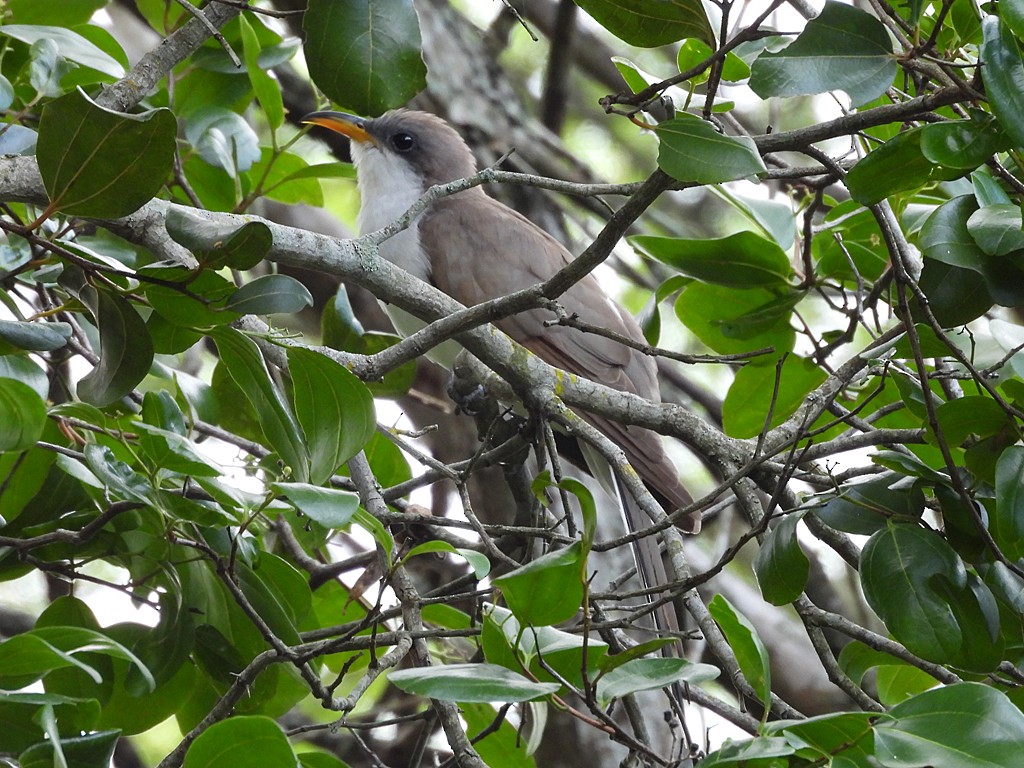 Yellow-billed Cuckoo - ML659537001