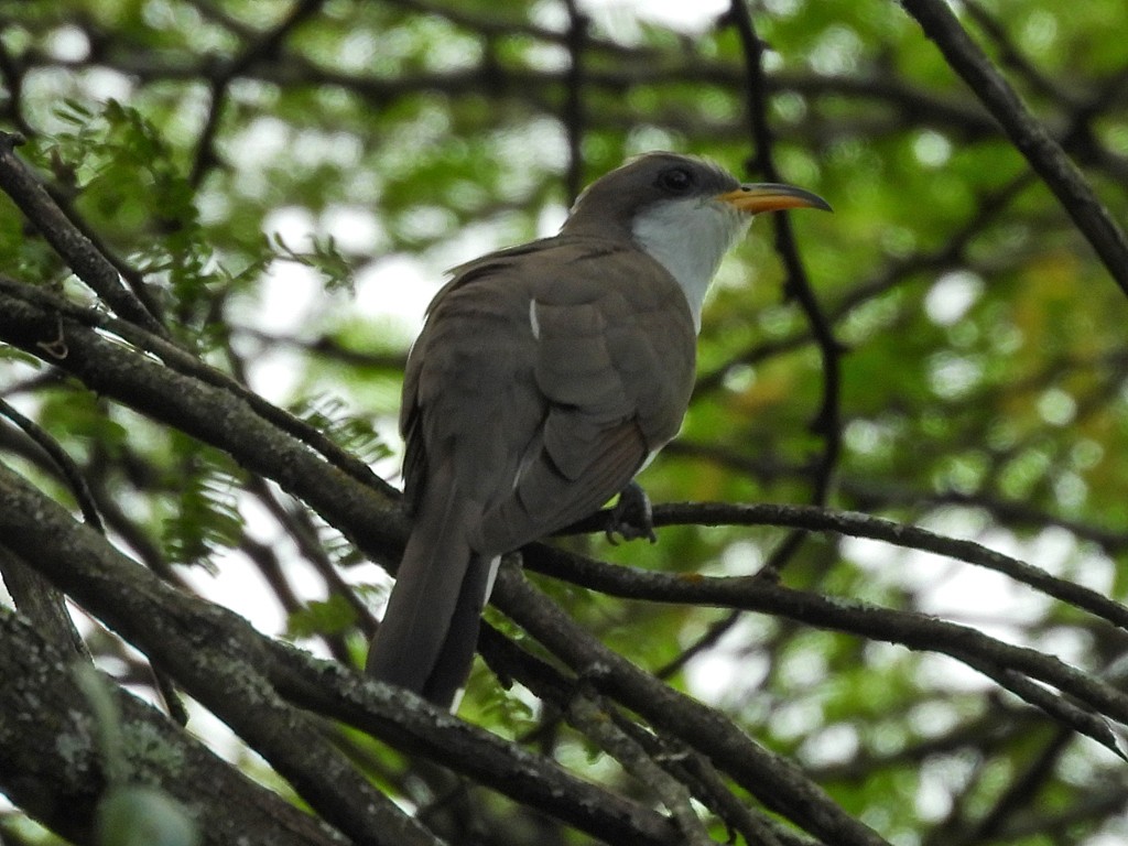 Yellow-billed Cuckoo - ML659537002