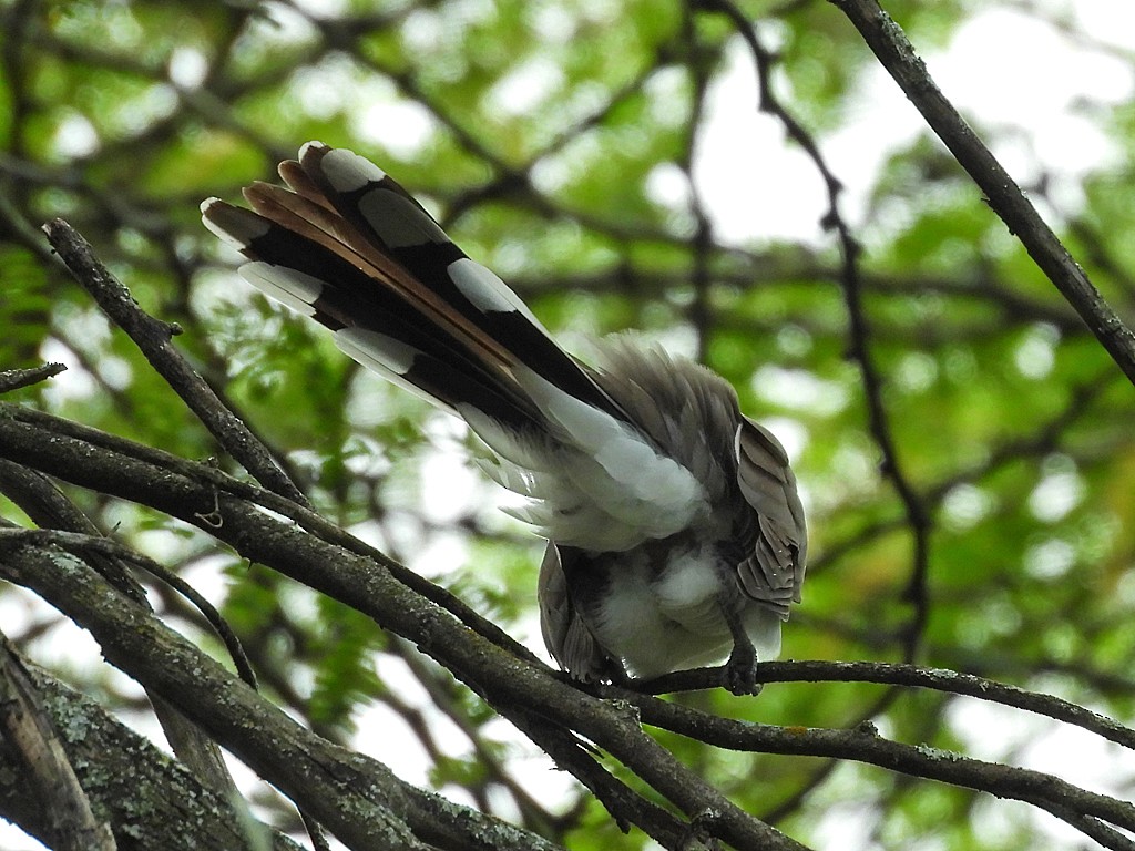 Yellow-billed Cuckoo - ML659537003