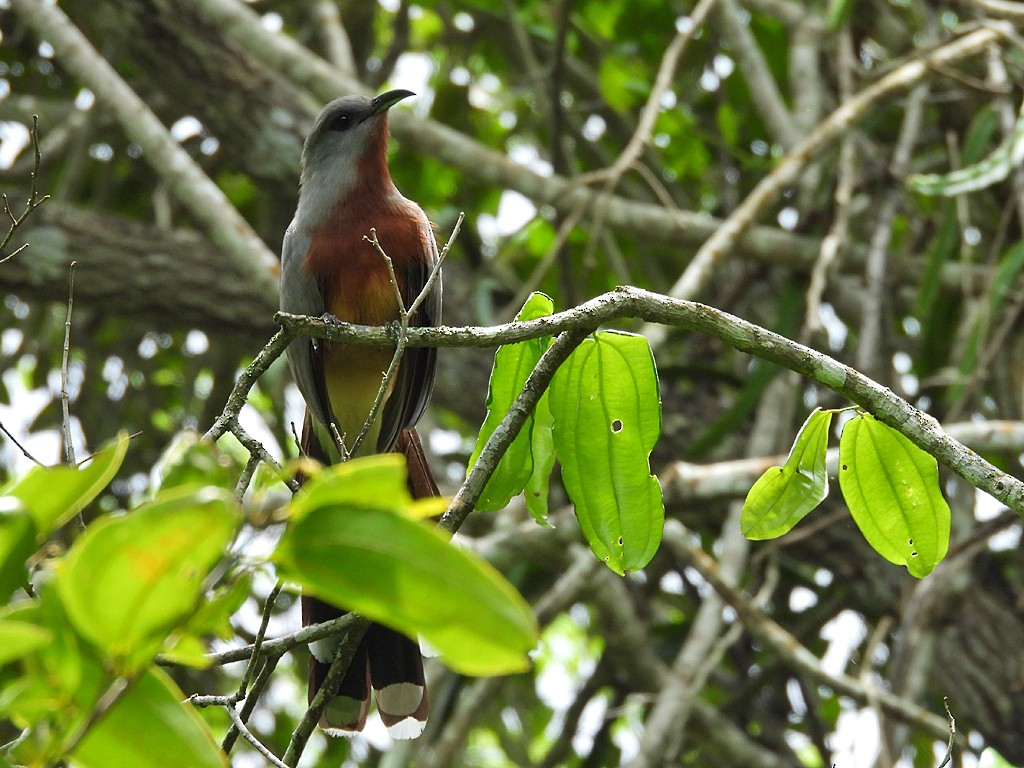 Bay-breasted Cuckoo - ML659537008