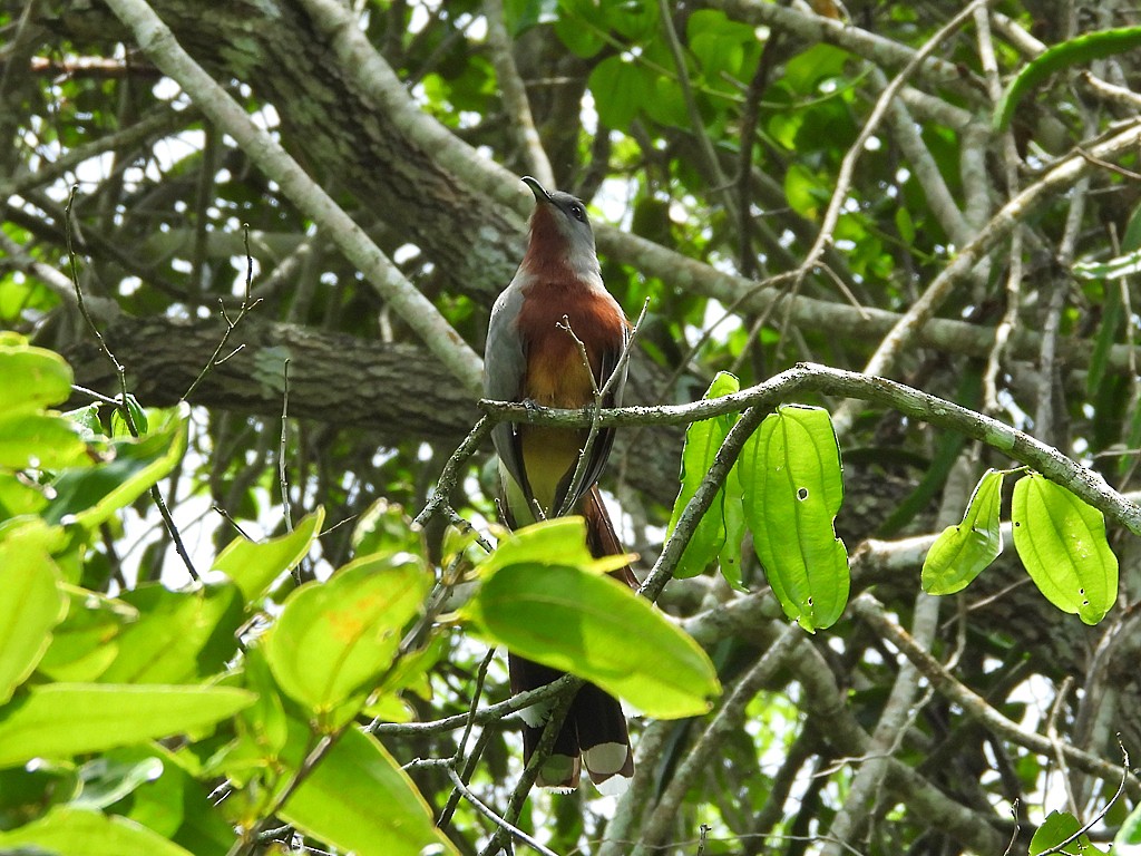 Bay-breasted Cuckoo - ML659537009