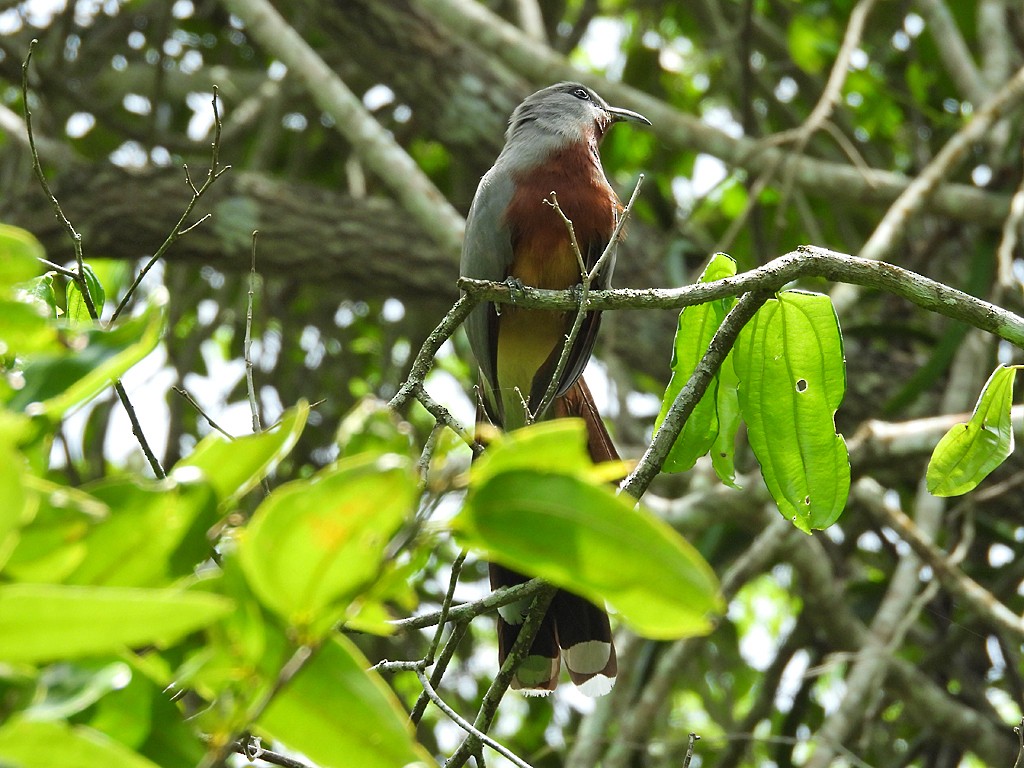 Bay-breasted Cuckoo - ML659537010